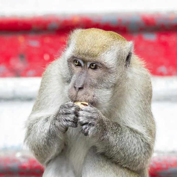 Playful monkey portrait — Stock Photo, Image