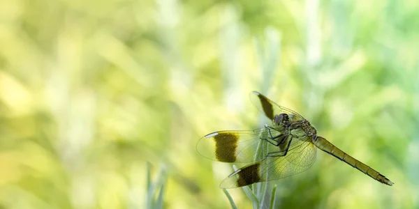 Dragonfly macro photo outdoor — Stock Photo, Image
