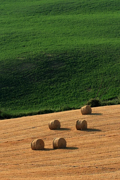 Yazın buğday tarlası — Stok fotoğraf