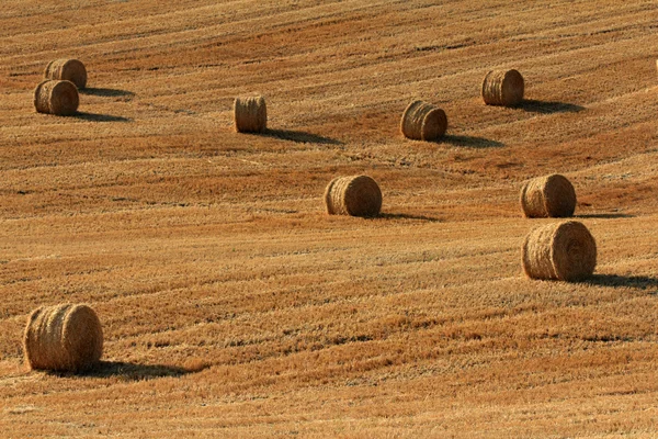 Ladang gandum di musim panas — Stok Foto