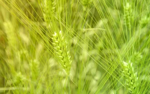 Ear of corn green background — Stock Image Ear of corn green background Royalty Free Stock Photos