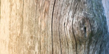 Ham ahşap doku fotoğraf