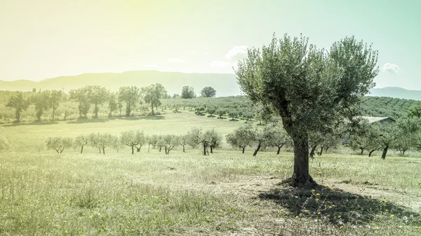 Olivo en Italia — Foto de Stock