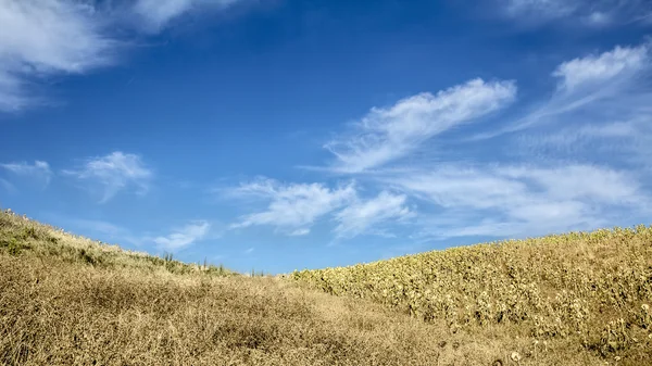 Ladang gandum di musim panas — Stok Foto