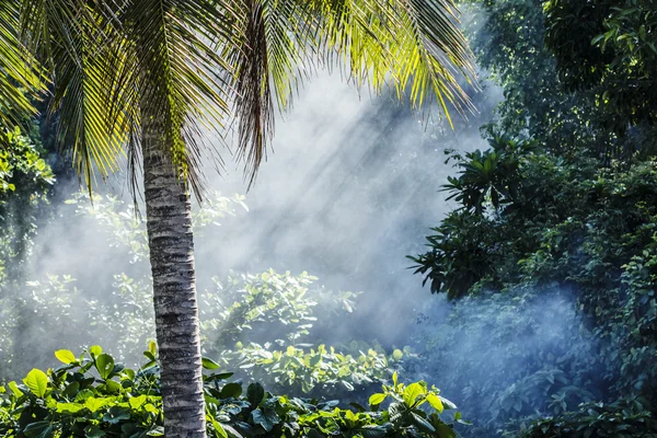 Asian rain forest background — Stock Photo, Image