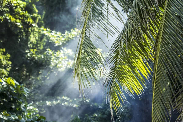 Asian rain forest background — Stock Photo, Image