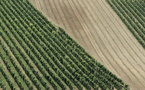 I vigneti italiani paesaggio rurale — Foto Stock