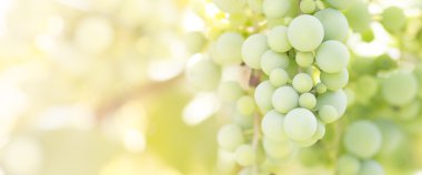 bir bağ içinde Yeşil üzüm