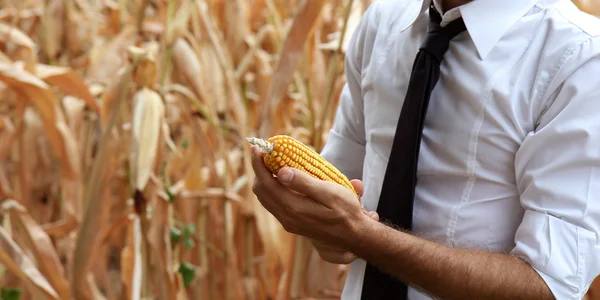 Empresas y agricultores que controlan sus productos de cereales —  Fotos de Stock