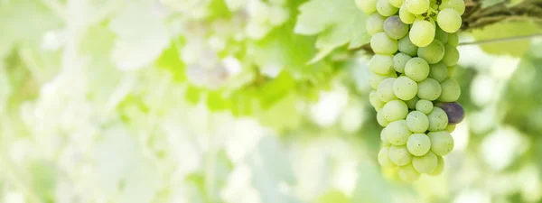 Uve verdi in una vigna — Foto Stock