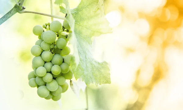 Uvas verdes en un viñedo — Foto de Stock