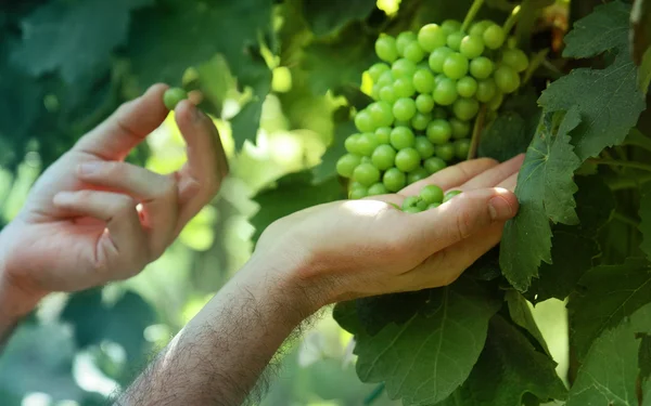 Επαγγελματίες και ένας αγρότης ελέγχει του σταφύλια — Φωτογραφία Αρχείου