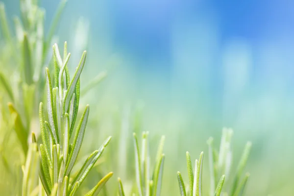 Rosmarino aromatico in giardino — Foto Stock