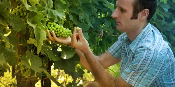 Impresa e agricoltore che controlla la sua uva — Foto Stock