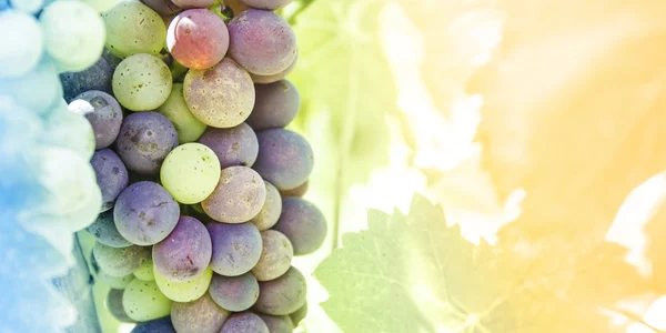 Зеленый виноград в винограднике — стоковое фото