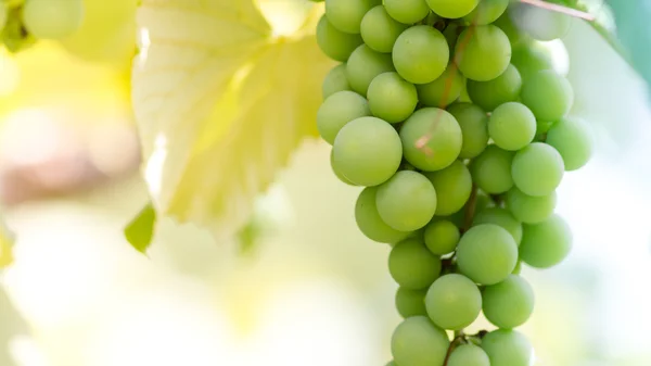 Grüne Trauben in einem Weinberg — Stockfoto