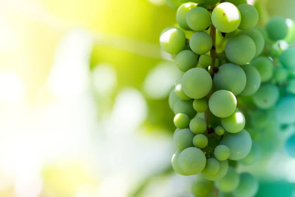 Grüne Trauben in einem Weinberg — Stockfoto