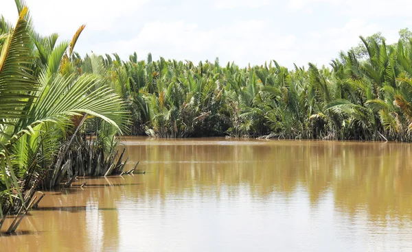 Selva tropical Bornéu, Indonésia — Fotografia de Stock