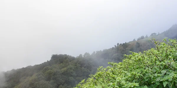 Tailandia vista bosque lluvioso — Foto de Stock