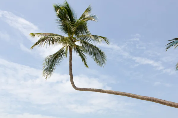 Tropical palm in Thailand Stock Image