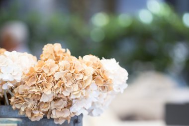 Ortanca çiçek açık