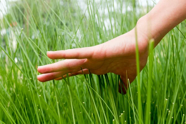 Main dans l'herbe fraîche — Photo