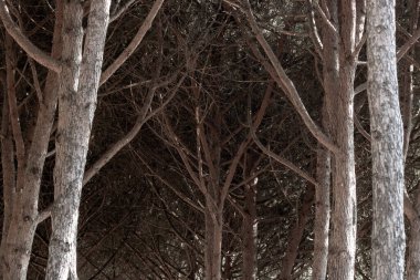 Ağaç dalları arkaplan, boşluk dokusu kopyalama arkaplanı