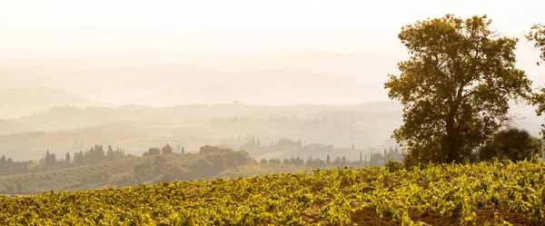 Campo Idílico Toscana Italia — Foto de Stock