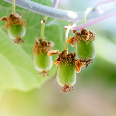 Tarım ve bahçecilik kavramları