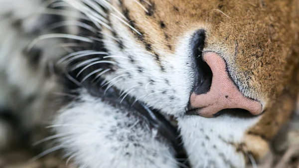 Tiger\'s nose, extreme zoom macro photo