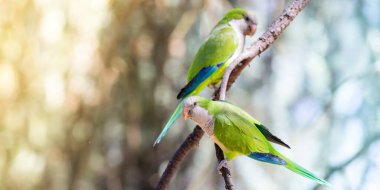 Ağaçtaki renkli mutlu papağanlar