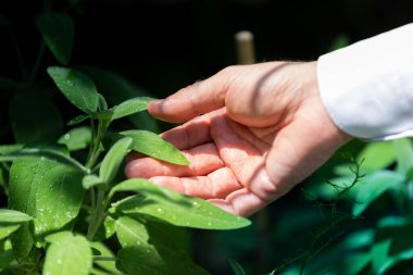Bahçede adaçayı otları, refah ve doğa kavramları topluyorum.