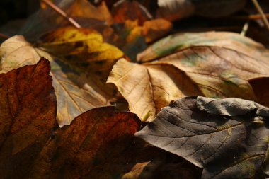 yaprakları koyu arka plan