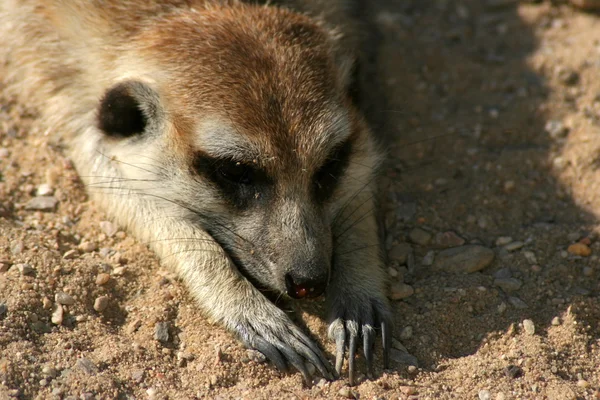 Meerkat på sanden — Stockfoto