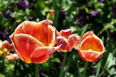 Bahar lale çiçekleri Bahçe