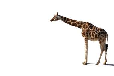 Beyaz arka plan üzerinde izole zürafa ayakta
