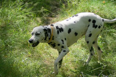 Dalmaçya köpek çimenlerde havlıyor