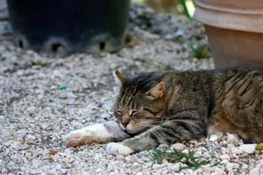 Zemin üzerinde uyuyan küçük tekir kedi çakıl
