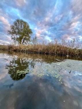 Durgun sulara yansıyan yeşil yapraklı ağaç kasvetli bir gökyüzünün altında sazlıkların yanında