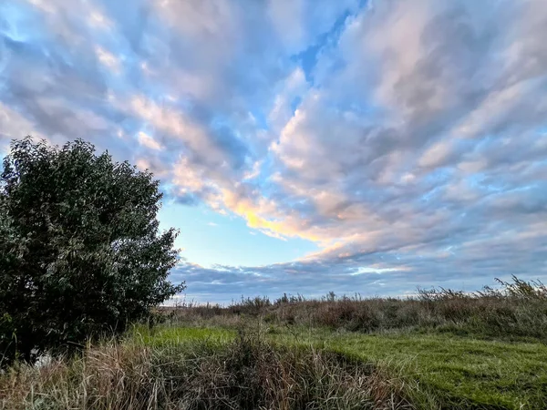 Bulutlu bir günbatımı gökyüzünün altındaki bir tarlada yeşil ağaç ve uzun otlar