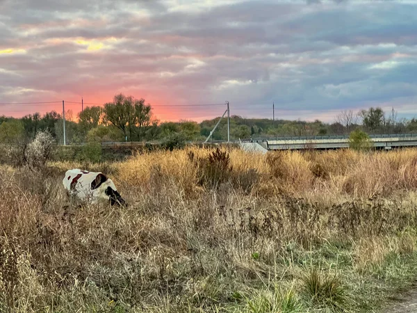 Kuru bir tarlada, köprü ve canlı günbatımı gökyüzü ile otlayan inek.