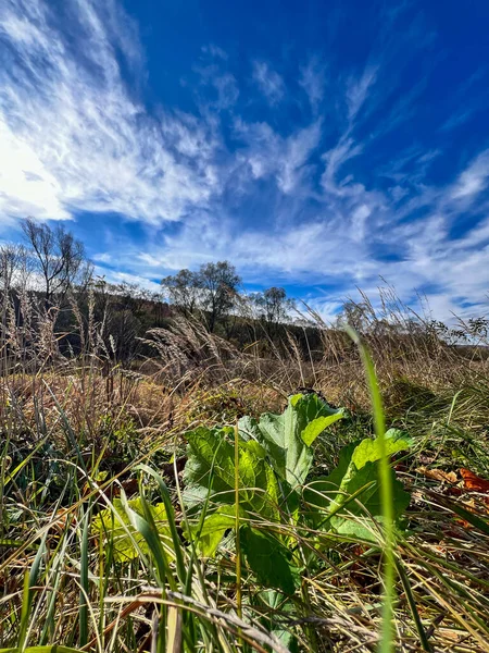 Kuru çim tarlasında büyüyen yeşil bitki İnce bulutlu parlak mavi gökyüzüne karşı