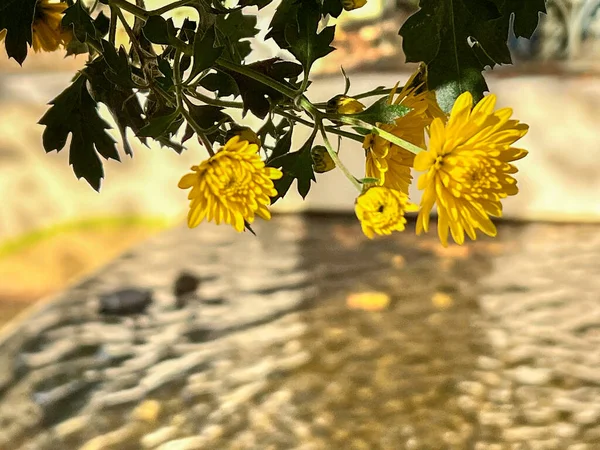 Sarı kasımpatılar, yeşil yapraklar sarkmış, güneş ışığında parıldıyor.