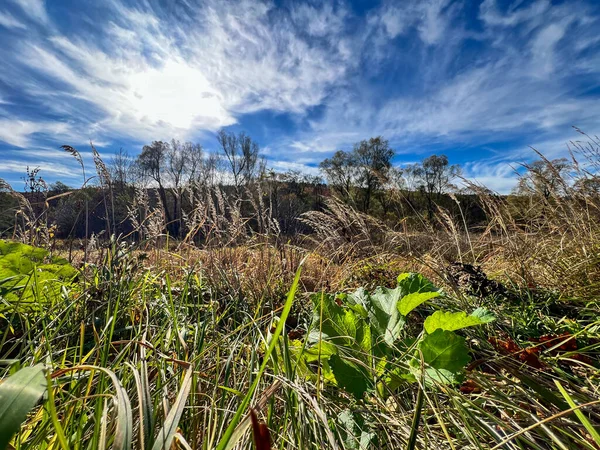 Uzun kuru çimenler ve yeşil bitkiler canlı mavi bir gökyüzünün altında sonbahar tarlasında yetişiyor.