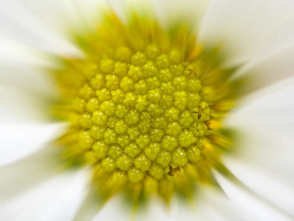 Close up of white daisy on motion blur background Royalty Free Stock Images