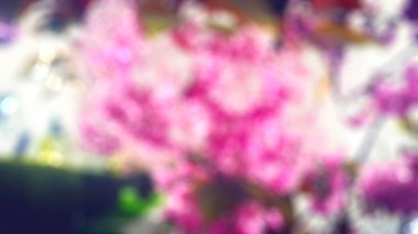 Bulanık pembe kiraz çiçeği (sakura) çiçek arka planı
