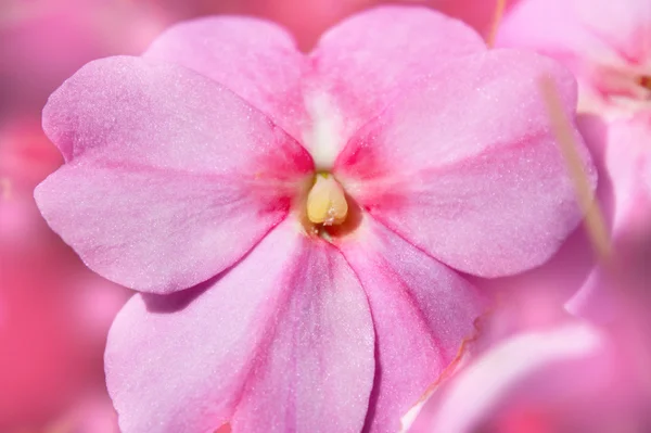 Roze Bloemen Wazige Achtergrond — Stockfoto