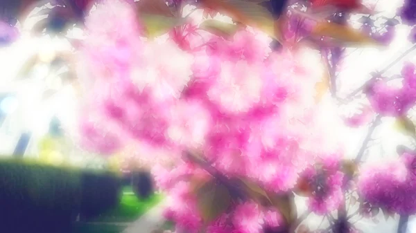 ピンクの桜 の花の背景 — ストック写真