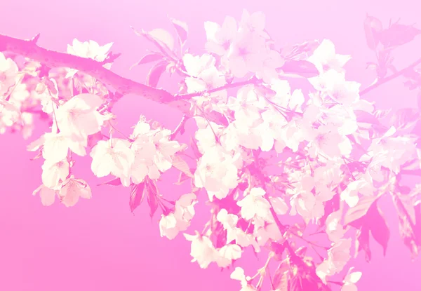 White Sakura Flower Blooming Pink Background — 스톡 사진