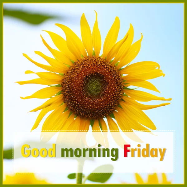 Good Morning Friday Sunflower Background — 스톡 사진